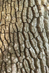 the grainy, deeply grooved texture of the bark surrounding the oak trunk