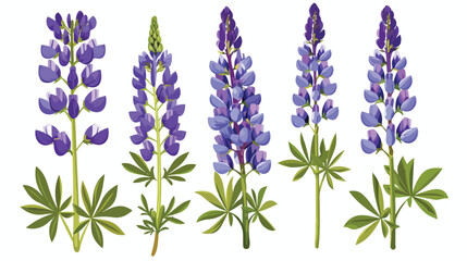 Lupine flat vector illustration. Purple meadow flower - obrazy, fototapety, plakaty