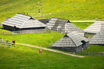 Cows and Wooden Shepherd Shelters on the Big Pasture Plateau or Velika Planina in Savinja Alps, Slovenia - 773973606