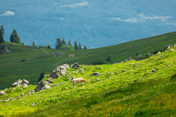 Fototapeta na wymiar Mountain Valley and Alpine Meadows with Trees and Green Grass. Velika Planina, Slovenia