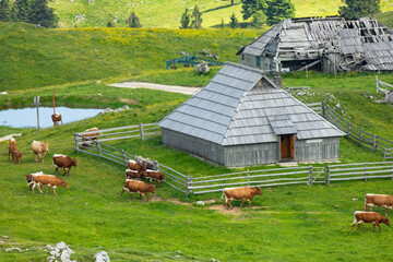 Cows and Wooden Shepherd Shelters on the Big Pasture Plateau or Velika Planina in Savinja Alps, Slovenia - 773973823
