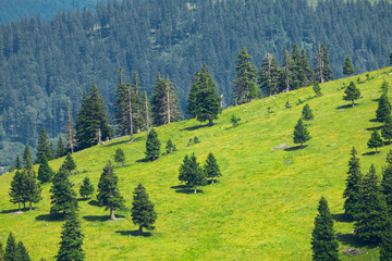 Mountain Valley and Alpine Meadows with Trees and Green Grass. Velika Planina, Slovenia - 773973840
