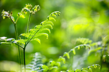 green fern leaf in forest - 773973844