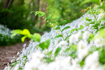 white wildflowers in spring forest