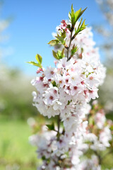 綺麗に咲く桜の花びら