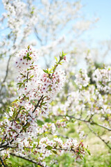美しい満開の桜の木