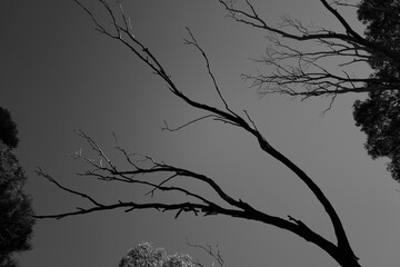silhouette