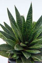 Haworthia Aloe Flow plant succulent in pot. Green little flower on white background. Rosette plant Gasteraloe