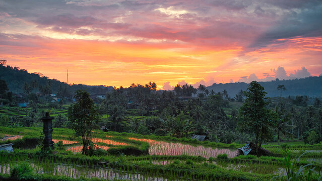 Serene sunset over Bali rice terraces