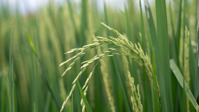 Close-up view of a rice paddy in Bali