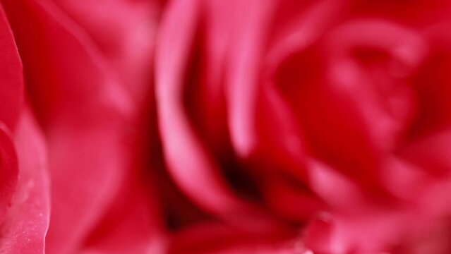 Bright background with a red rose bud.