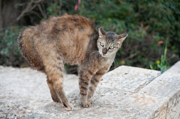 A feral street cat arching its back as a defense mechanism to ward off a threat of danger.