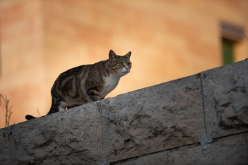 A Jerusalem street cat stalks prey atop a stone wall at sunset.