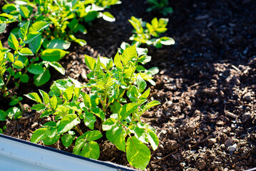 Healthy potato plants growing on aluzinc coated metal raised garden beds made of corrosion-resistant steel, rich compost soil, early morning light at backyard in Dallas, Texas, homegrown potatoes
