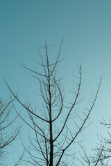 tree in snow