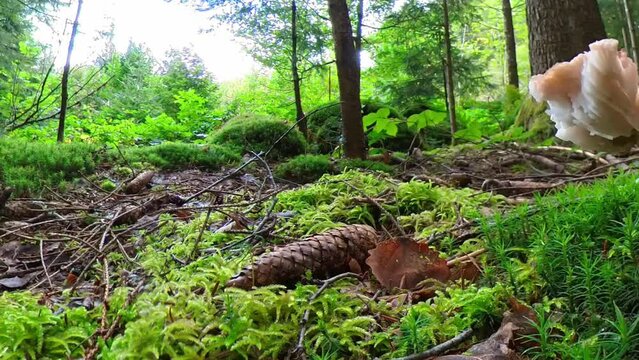 Filmmaterial einer Nahaufnahme eines Pilz im Wald auf Moos Boden mit Kappe und Stil, Deutschland