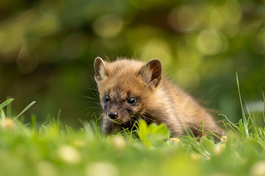 a baby pine marten is playing in the garden