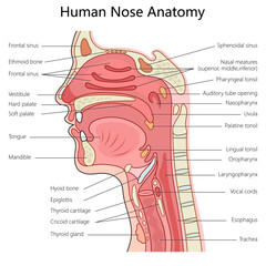 Obraz premium Human nose and throat anatomy with labeled parts, suitable for medical study structure diagram hand drawn schematic vector illustration. Medical science educational illustration