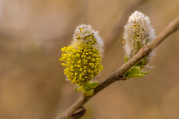 Kwiatostan wierzby widoczny w pełnym rozkwicie na początku wiosny. Wierzbowy „kotek” – kwiatostan wierzby – puszysty i żółty od dużej ilości pyłku, ukazany w okresie wiosennego kwitnienia.