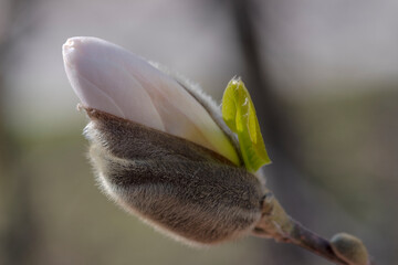 Piękny pączek kwiatu białej magnolii tuż przed kwitnieniem. Wiosenne południe w parku. Pączek kwiatowy tuż przed „przepoczwarzeniem” w „dorosły” kwiat.