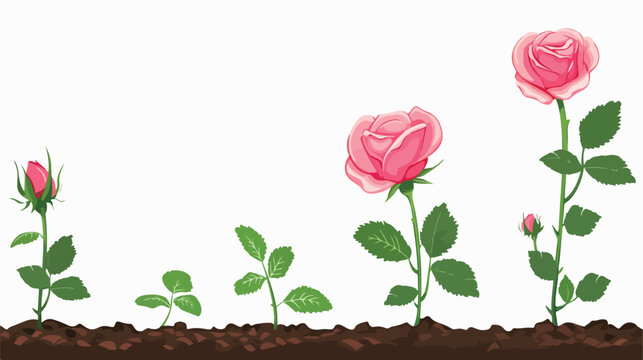 Growing rose on the white background. Conceptual image