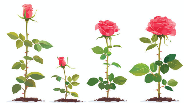 Growing rose on the white background. Conceptual image