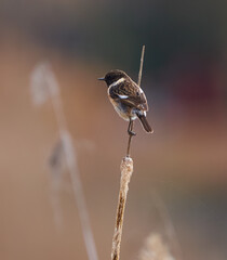 African whinchat perched on bulrush