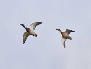 Wild ducks in flight