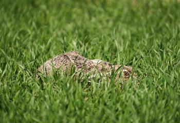 Adult hare hiding in a wheat field