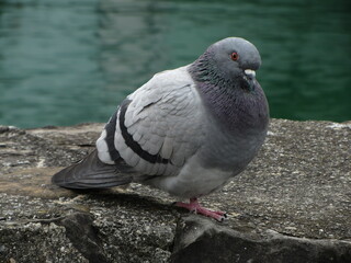 pigeon on the ground