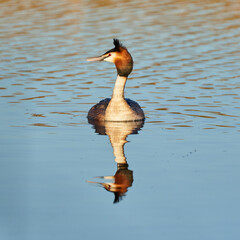 Great crested grebe on a lake