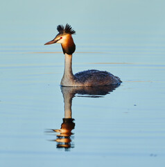 Great crested grebe on a lake