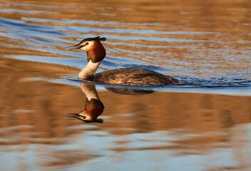 Great crested grebe on a lake