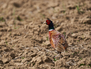 Male pheasant in a field
