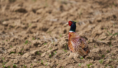 Male pheasant in a field