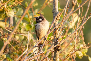 Meet the Himalayan Bulbul, scientifically known as Pycnonotus leucogenys, is a member of the bulbul family predominantly found in the northern regions of the Indian subcontinent.