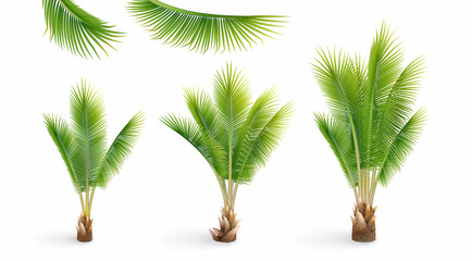 Realistic Palm tree composition set