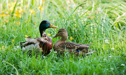 Mallards' Meadow: A Family Gathering © Reflexions
