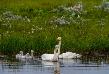 Iceland. Mother, father and offspring The whooper swan, also known as the common swan, pronounced Hooper swan, is a large northern hemisphere swan.