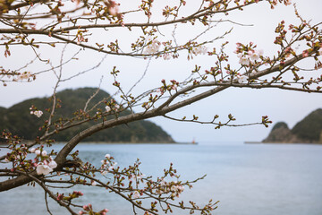 海外線の桜と蕾