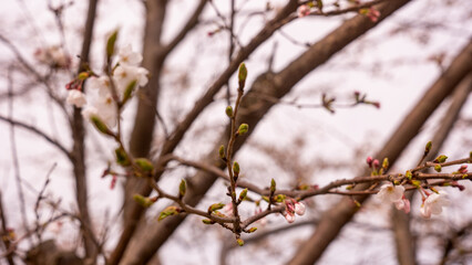 桜の蕾