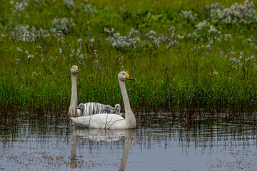 Iceland. Mother, father and offspring The whooper swan, also known as the common swan, pronounced...