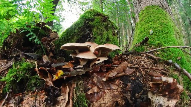 Filmmaterial einer Nahaufnahme eines Pilz im Wald auf Moos Boden mit Kappe und Stil, Deutschland