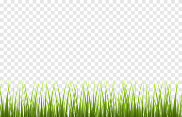 Fototapeta premium Vector young green grass. Grass png. Young grass, lawn. Grass borders.