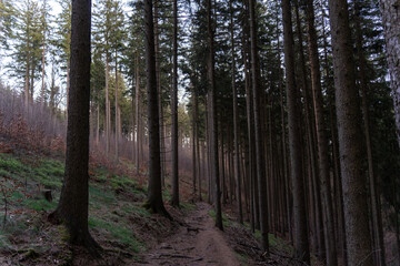 Fototapeta premium Evening forest landscape in early spring 