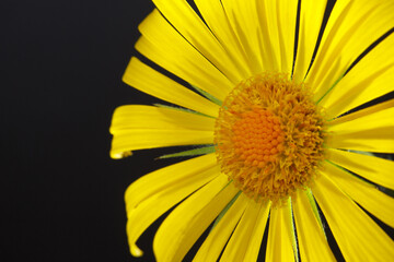 Part of a calendula flower isolated on a black background.