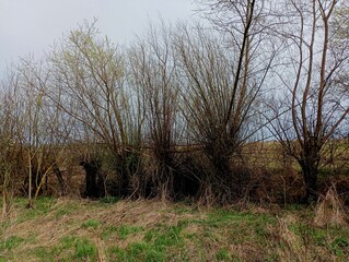 A row of willows form a fence near the field road. Cut thick willows with many small branches.
