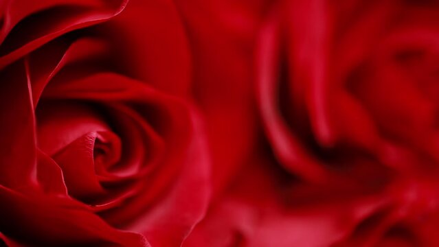 Bright background with a red rose bud.