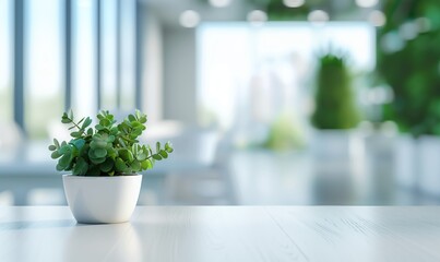 Green Succulent in Pot on Table Spacious Room