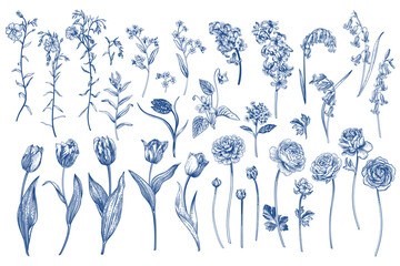 Set with spring and summer flowers. Garden plants. Illustration. Tulips, hyacinths, flax, ranunculus, hyacinthoides. Blue drawing. - 773989874